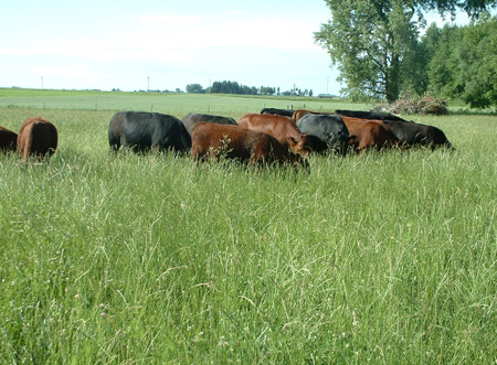 Rotating cattle to non-fescue pastures during the hottest periods of the year helps to combat Summer Slump.