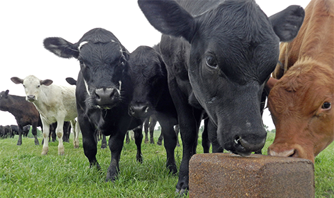 Figure 3. Self-fed Safe-Guard<sup>®</sup> 20% Protein Dewormer Blocks offer a deworming option that doesn’t involve running cattle through chutes. This could be an ideal method for heavily pregnant cows or producers without access to chutes or working facilities. Carefully read label directions or consult with your local veterinarian to see if this method is right for you.