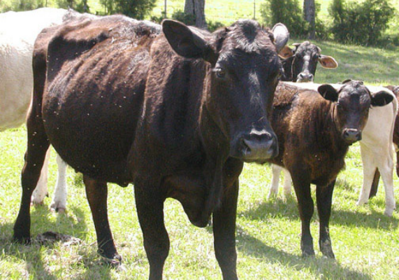 Figure 1. An example of a cow in thin body condition. Note the prominence of the bone structure (especially ribs, hooks and pins) and lack of muscle tone. No fat is visible in the brisket or tail-head areas.