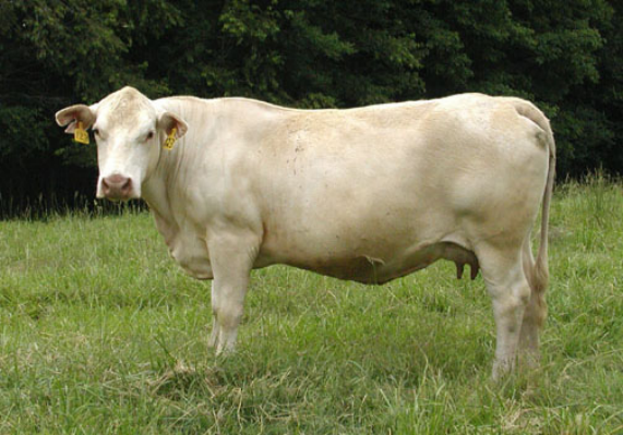Figure 2. Cow in Ideal body condition. Note that the bone structure is still visible and that muscle definition is quite evident. There may be slight accumulation of fat in the brisket and tail-head areas.