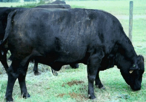 Figure 3. An example of a cow in Fat body condition. Note the boxy appearance with very little visible bone structure. Muscle definition is hidden below excessive fat. Fat is prominent in the brisket and around the tail-head.