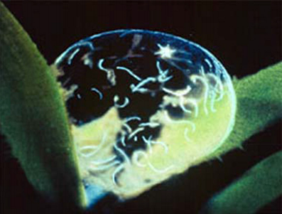 Figure 2. Infective larvae found in a drop of dew. (Taken from Langston University).
