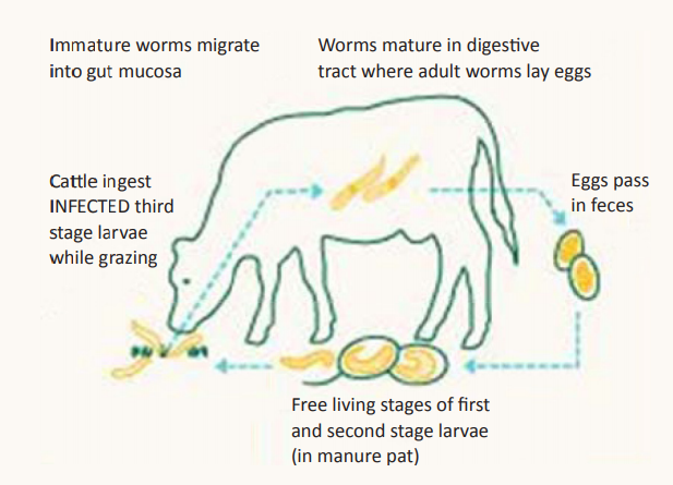 Figure 1. Basic Life Cycle of Common Gastrointestinal Nematodes of Cattle (taken from www.safe-guardcattle.com)