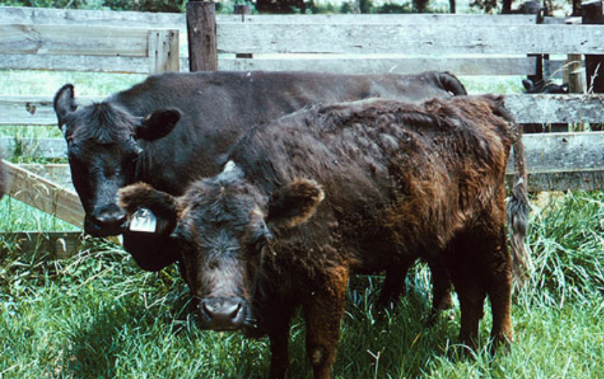 Delayed shedding of winter coats contributes to heat stress in cattle on fescue pastures.